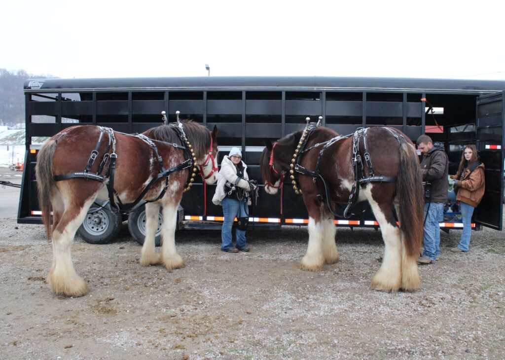 horse trailer detailing service in Marion County horse country